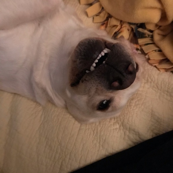 Meet your Posher, Laura - Picture 3 of 8